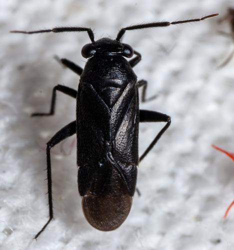 Pachytomella passerinii